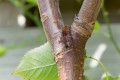 bacterial-canker-1.jpg