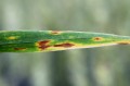 66c7441b2b684a1b8433284a_leaf_spot_damage_on_grass_blade.jpg