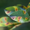 leaf-spots.jpg