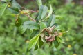 peach-leaf-curl-1.jpg