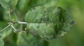 hgic_trees_apple_scab_on_crabapple--2064-69-slide.jpg