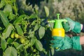 garden-spray-bottle_2.jpg