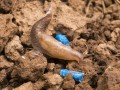 slug-feeding-on-sluxx-hp-pellet-1.jpg