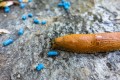 vets-now-pets-slug-snail-pellets.jpg