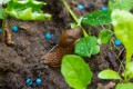 slug-pellets.jpg