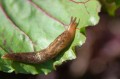 slug-control-in-garden-1402502-hero-f473baa60ac245499e0734856af8d3b4.jpg