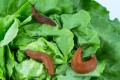 escargots-limaces-sur-salade_1.jpeg