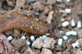 slug-iron-pellets-bbbn.jpg