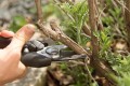 pruning-russian-sage-100398057-c3e4e2ccc8424592b86b3f6f5af977ba.jpg