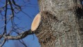 fresh-tree-wound.jpg