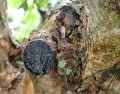cut-tree-trunk-woundwood-peeling-bark.jpg