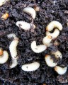 soil-pests_1.jpg