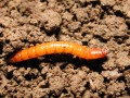 wireworm_lv_ms_1.jpg