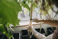 6010_plant_clips_10pcs_s10pcs_l_image_4_1172447.jpg