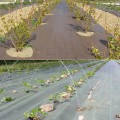 81ucupxxiol._ac_sl1500__1.jpg