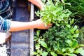 indoor-outdoor-herb-garden-lead-getty-0223-2000-12ff25dcb1234f3f8eb54680d199c830.jpg