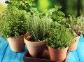 herbs-small-pots-1024x757.jpeg