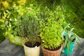 perennialherbs.jpg