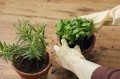 re-potting-herbs.jpg