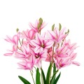 cv34944-3_2.jpg