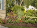 mulched_garden_with_perennials_pw.jpg