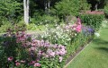 thuja.perennial.bed2_.jpg