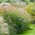 adagio_madien_grass_2.jpg