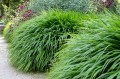 japanese_forest_grass_istock_1398700776-scaled.jpg.optimal.jpg