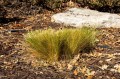 cut-back-ornamental-grasses-1402420-03-c7c156ec54bd4ff6ae2eac99bc97f028.jpg
