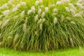 guide-to-growing-fountain-grass-bunny-dwarf-fountain-grass-getty-0723-b9f7a1fec7844e9ebc9c6ac176732d38.jpg