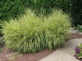 how-to-grow-zebra-grass-an-ornamental-grass.jpg