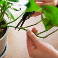 bloomscape_blog_propagate-trailing-plants-6-1024x1024.jpg