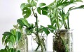 plant-propagation.jpg