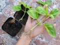 propagating-basil-cuttings-water-roots-feature.jpg