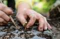 2048x1365-how-to-take-root-cuttings-li4070815-0965b02.jpg