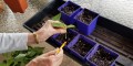 propagating-hyssop-stem-tip-cuttings.jpg-pat-chadwick-photo-637x320_2x.jpeg
