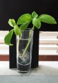 regrow-basil.jpg