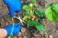 strawberry-plant-propagation-1.jpg