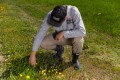 weeds_turf_management_lawn_analysis_fertilization_dandelions_2.jpg