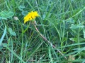 dandelion_taraxacum_officinale_in_the_lawn_weed_1_cropped.jpeg