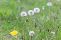 pictures-of-weeds-4069715-04-843c27b9c7b64ac78b2b123636c5eeb0.jpeg