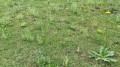weeds_all_over_lawn_1024x1024.jpg