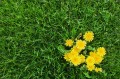 weeds_istock_157508237-2-scaled.jpg.optimal.jpg