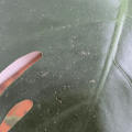 thrips-on-monstera.png