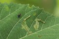 hibiscus-sawfly-adult-and-larvae.jpg
