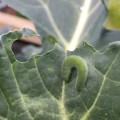green-caterpillar-feeding-on-leaf-1.jpg
