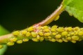 what_are_aphids_2.jpeg
