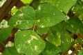 leaf-hopper-insect-damage.jpg