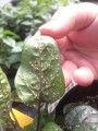 green-peach-aphids-on-pepper-plant.jpg