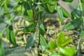 boxwood-caterpillar_1.jpg
